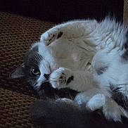 Kal joined the competition — help win amazing prizes! cat, fluffy, black_and_white, pet, feline, relaxed, indoor, couch, paws, fur, whiskers, eye, cute, animal, laying_down, cozy, resting, portrait, soft, closeup