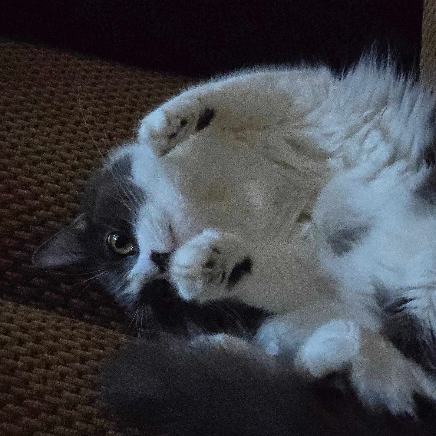 Kal joined the competition — help win amazing prizes! animal, black_and_white, cat, closeup, couch, cozy, cute, eye, feline, fluffy, fur, indoor, laying_down, paws, pet, portrait, relaxed, resting, soft, whiskers