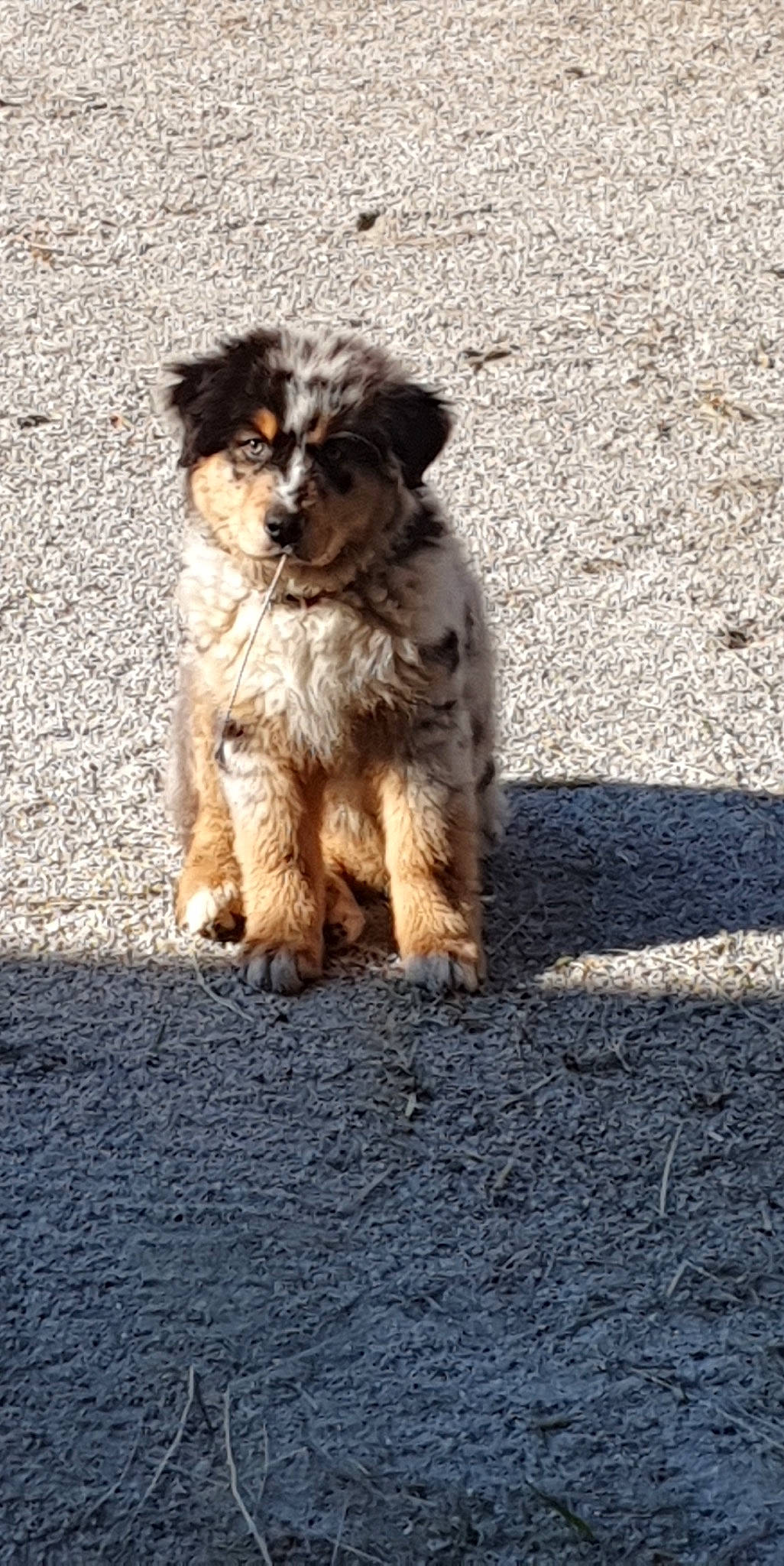 Scarlette a rejoint le concours — aidez-le/la à gagner de superbes lots ! asphalt, canidae, carnivore, companion_dog, dog, dog_breed, fur, road, road_surface, shadow, small_terrier, snout, soil, sporting_group, tail, terrier, toy_dog, water_dog, working_animal, working_dog