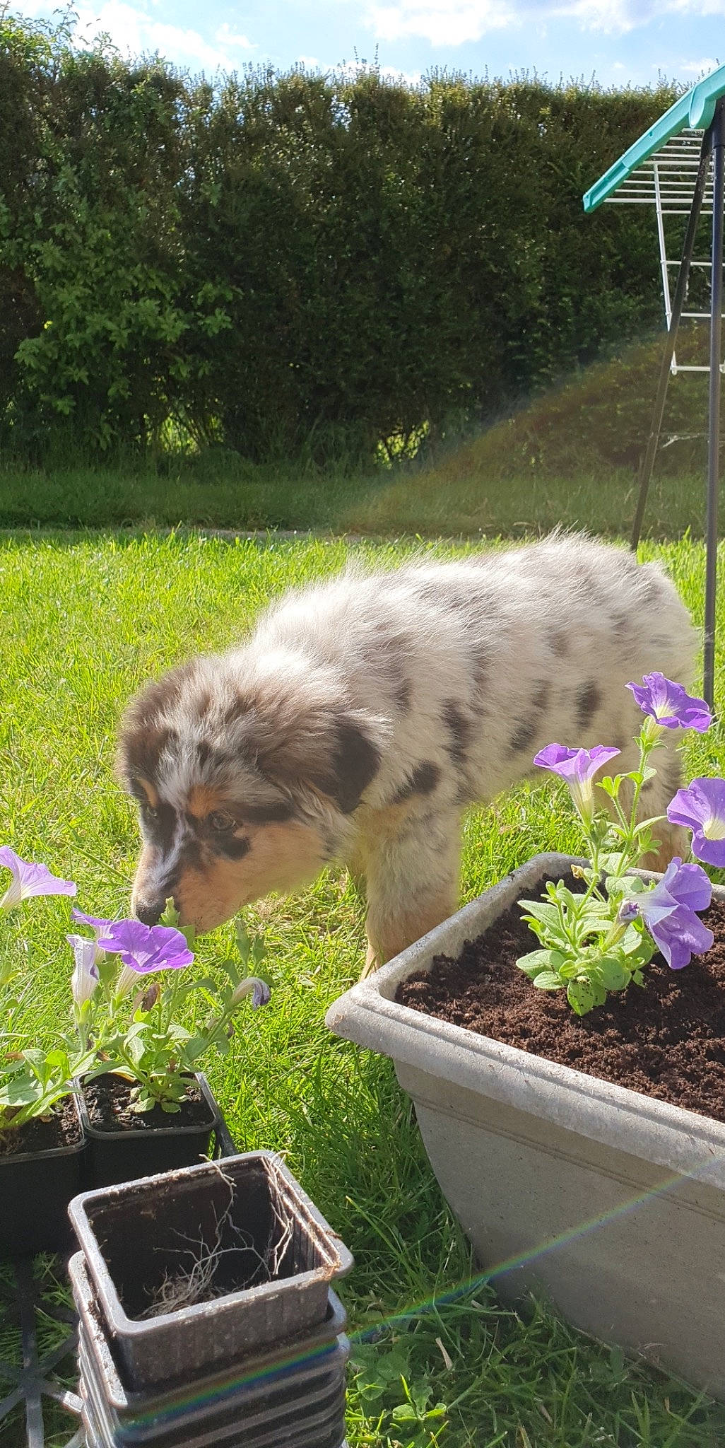Scarlette participe au concours pour gagner de l'argent avec cette photo : canidae, dog_breed, fawn, flower, flowerpot, goat, goats, grass, grazing, groundcover, landscape, livestock, plant, shrub, snout, soil, sporting_group, terrestrial_animal, tree, working_animal