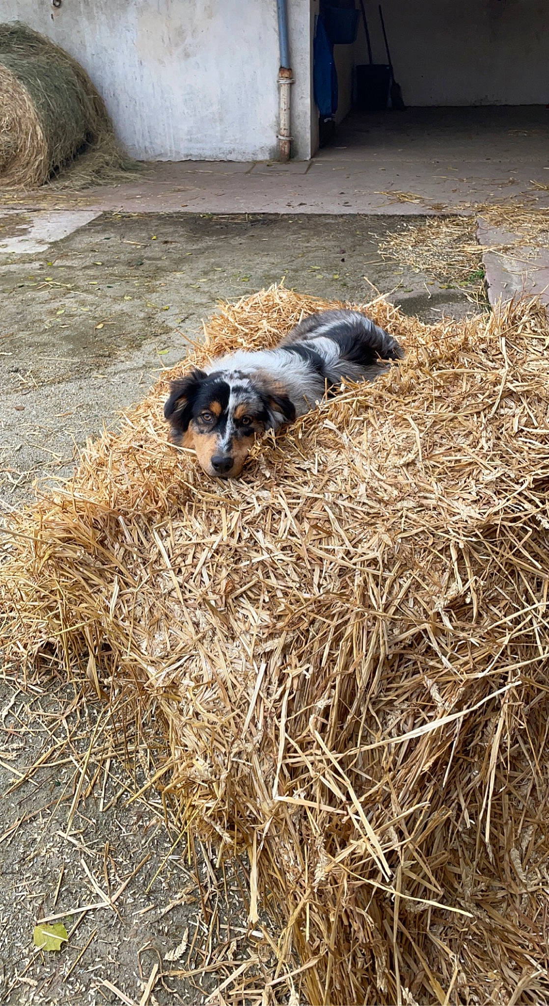Scarlette participe au concours pour gagner de l'argent avec cette photo : agriculture, automotive_tire, canidae, carnivore, companion_dog, dog, dog_breed, fur, grass, grass_family, light, plant, road_surface, snout, soil, sporting_group, tail, terrestrial_animal, wood, working_animal
