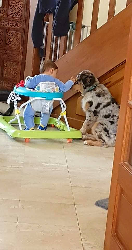 Scarlette a rejoint le concours — aidez-le/la à gagner de superbes lots ! canidae, carnivore, chair, comfort, companion_dog, dog, dog_breed, door, floor, flooring, fur, hardwood, leisure, non_sporting_group, sitting, sporting_group, toddler, wood, working_animal, working_dog