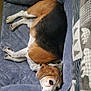 dog, beagle, pet, resting, cushion, blue_bed, indoor, blanket, pattern, brown, white, black, fur, canine, relaxed, comfortable, sleepy, animal, companion, cozy