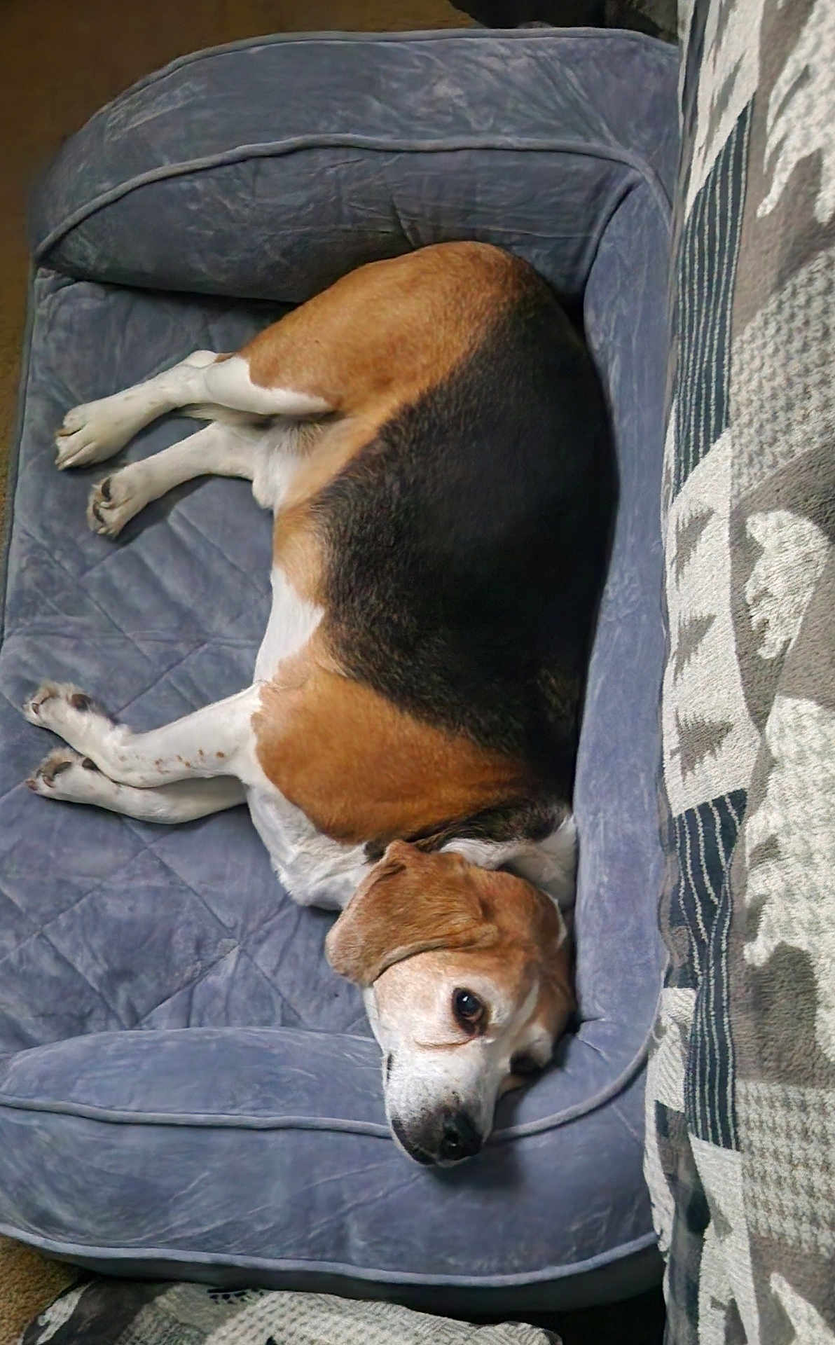 Eli joined the competition — help win amazing prizes! dog, beagle, pet, resting, cushion, blue_bed, indoor, blanket, pattern, brown, white, black, fur, canine, relaxed, comfortable, sleepy, animal, companion, cozy