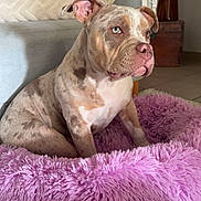 Saphyr a rejoint le concours — aidez-le/la à gagner de superbes lots ! dog, blue_eyes, purple_bed, fluffy, indoor, living_room, couch, pillows, decor, vase, carpet, furniture, pet, canine, seated, relaxed, brown_spots, ears, snout, portrait