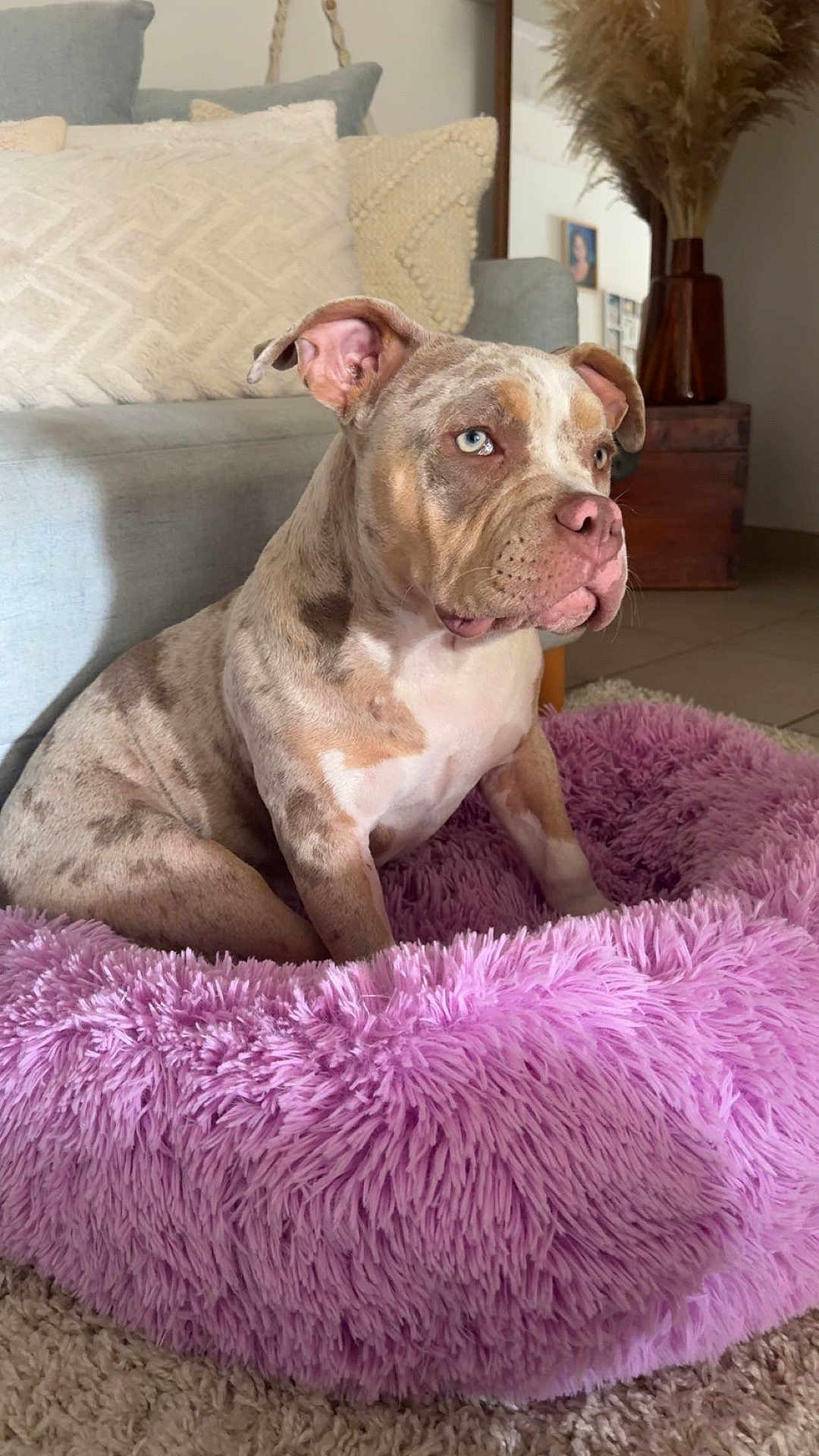 Saphyr a rejoint le concours — aidez-le/la à gagner de superbes lots ! dog, blue_eyes, purple_bed, fluffy, indoor, living_room, couch, pillows, decor, vase, carpet, furniture, pet, canine, seated, relaxed, brown_spots, ears, snout, portrait