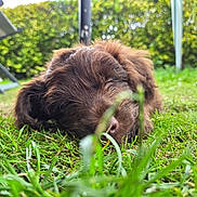 Marls joined the competition — help win amazing prizes! puppy, dog, grass, outdoor, nature, blurred_background, greenery, fur, nose, resting, closeup, daylight, garden, pet, canine, animal, soft_focus, summer, relaxation, sleeping