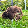 puppy, dog, grass, outdoor, nature, blurred_background, greenery, fur, nose, resting, closeup, daylight, garden, pet, canine, animal, soft_focus, summer, relaxation, sleeping