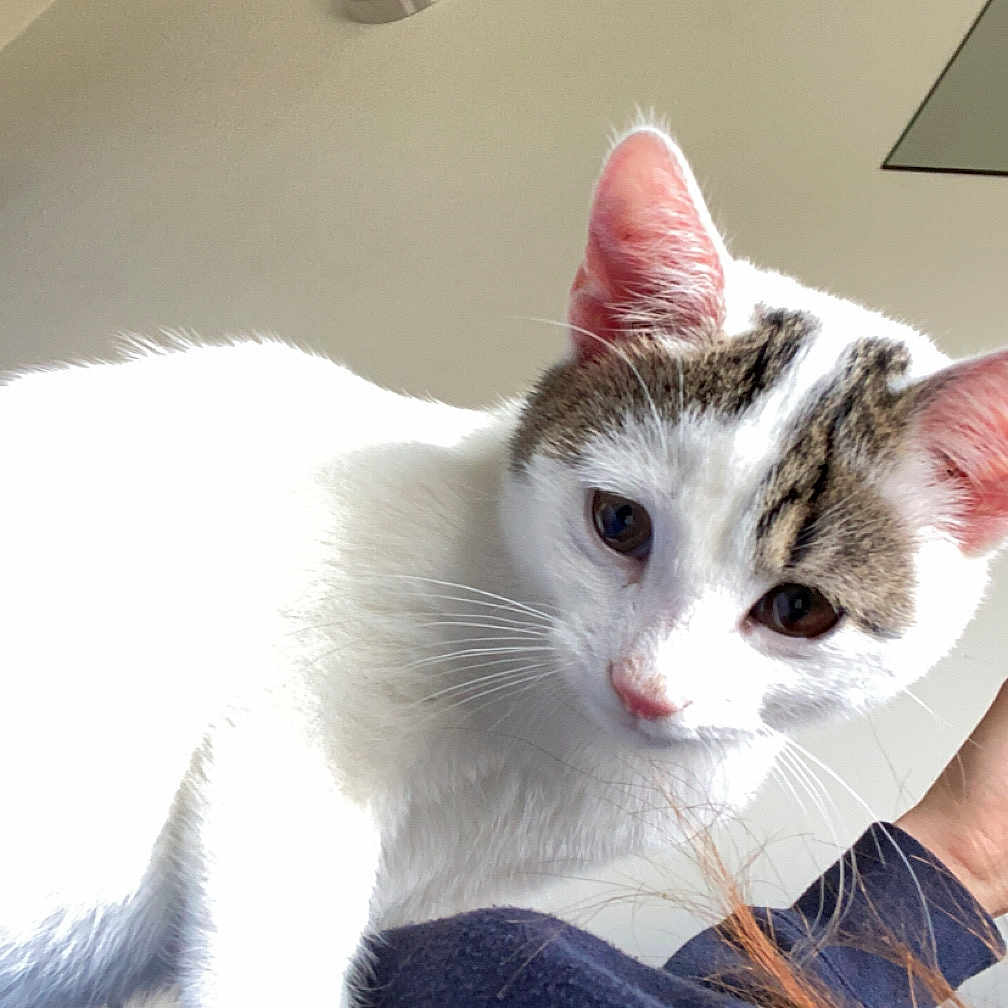 Coookie participe au concours pour gagner de l'argent avec cette photo : abyssinian, alloywheel, angora, animal, blanket, bodypart, cat, doctor, finger, hand, indoors, kitten, laundry, manx, person, pet, siamese, towel, veterinarian, white