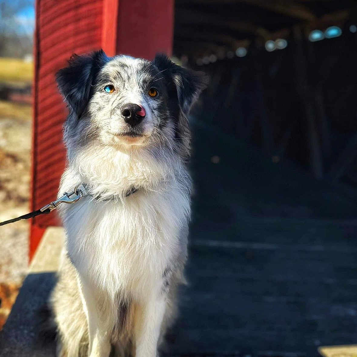 Bodie is registered to the contest to win money with this photo: accessories, animal, architecture, building, canine, cockerspaniel, collie, dog, eskimodog, leash, nature, outdoors, papillon, path, person, pet, puppy, shelter, strap, walkingdog