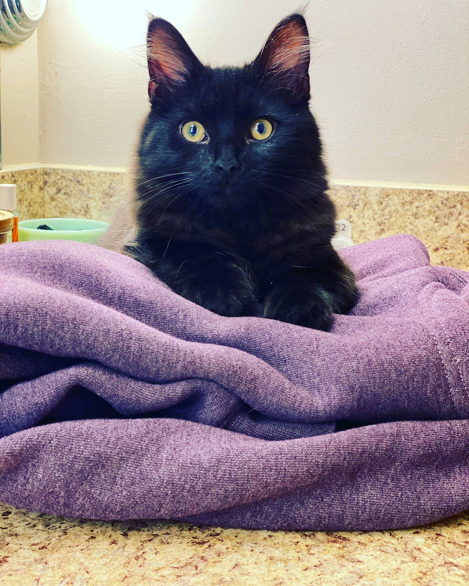 Castiel is registered to the contest to win money with this photo: black_cat, bombay, carnivore, cat, claw, comfort, domestic_short_haired_cat, electric_blue, felidae, fur, grey, linens, mechanical_fan, pattern, sitting, small_to_medium_sized_cats, snout, tail, tints_and_shades, whiskers