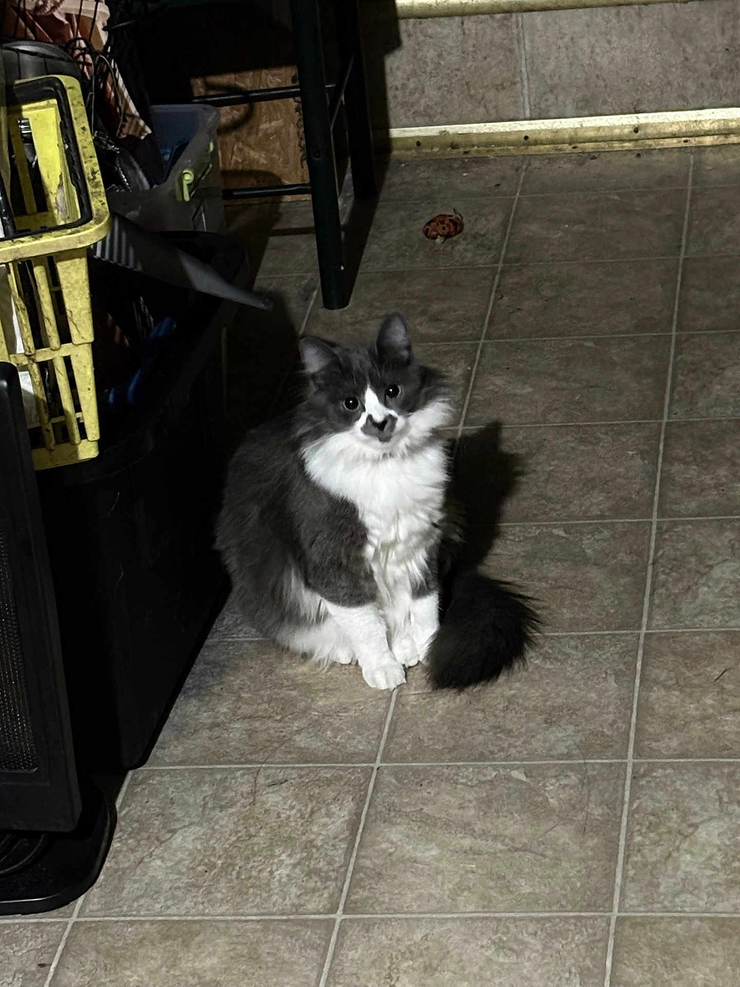 Marshmallow joined the competition — help win amazing prizes! cat, gray_cat, white_cat, fluffy_cat, pet, indoor, floor, tile_floor, shadow, household_items, chair_leg, black_container, yellow_crate, toy, curious, sitting, animal, feline, fur, domestic