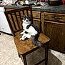 Marshmallow is registered to the contest to win money with this photo: cat, chair, kitchen, wooden_chair, gray_cat, white_cat, floor_tile, cabinet, sink, dishes, pot, countertop, domestic, pet, furniture, indoor, animal, paw, curious, cleaning