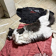 Marshmallow joined the competition — help win amazing prizes! cat, fluffy, black_and_white, towel, tiled_floor, bare_feet, relaxed, indoor, pet, sleeping, fur, domestic_animal, cozy, resting, home, casual, animal, floor, clothing, quiet