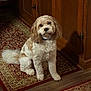 animal, brown, calm, carpet, companion, cozy, cream, curly_fur, cute, dog, domestic, floor, furniture, home, indoor, looking_up, pet, portrait, sitting, wooden_cabinet