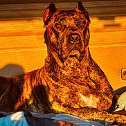Stormy joined the competition — help win amazing prizes! dog, brindle, short_hair, muscular, portrait, sitting, indoors, sunlight, warm_lighting, close_up, pet, animal, brown, black, white_chest, pointed_ears, short_muzzle, nose, eyes, blanket