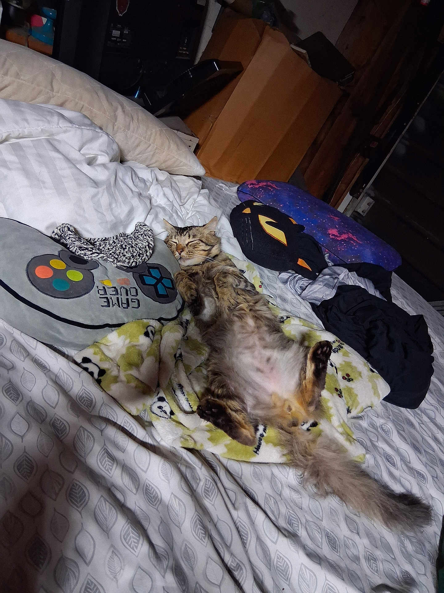 Lil Tracy joined the competition — help win amazing prizes! cat, sleeping_cat, bed, blanket, pillow, controller_pillow, galaxy_pillow, cardboard_box, sheets, fur, paws, tail, indoor, cozy, nap, plush, clothes, bedroom, relaxed, pattern_sheet