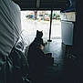 cat, pet, garage, silhouette, rainy, doorway, plastic_sheet, storage_bin, mattress, concrete_floor, shadow, outdoor_view, yard, container, calm, domestic, sitting, wet_pavement, indoor_outdoor, quiet