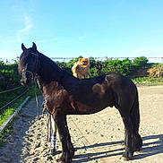 Tyson participe au concours pour gagner de l'argent avec cette photo :