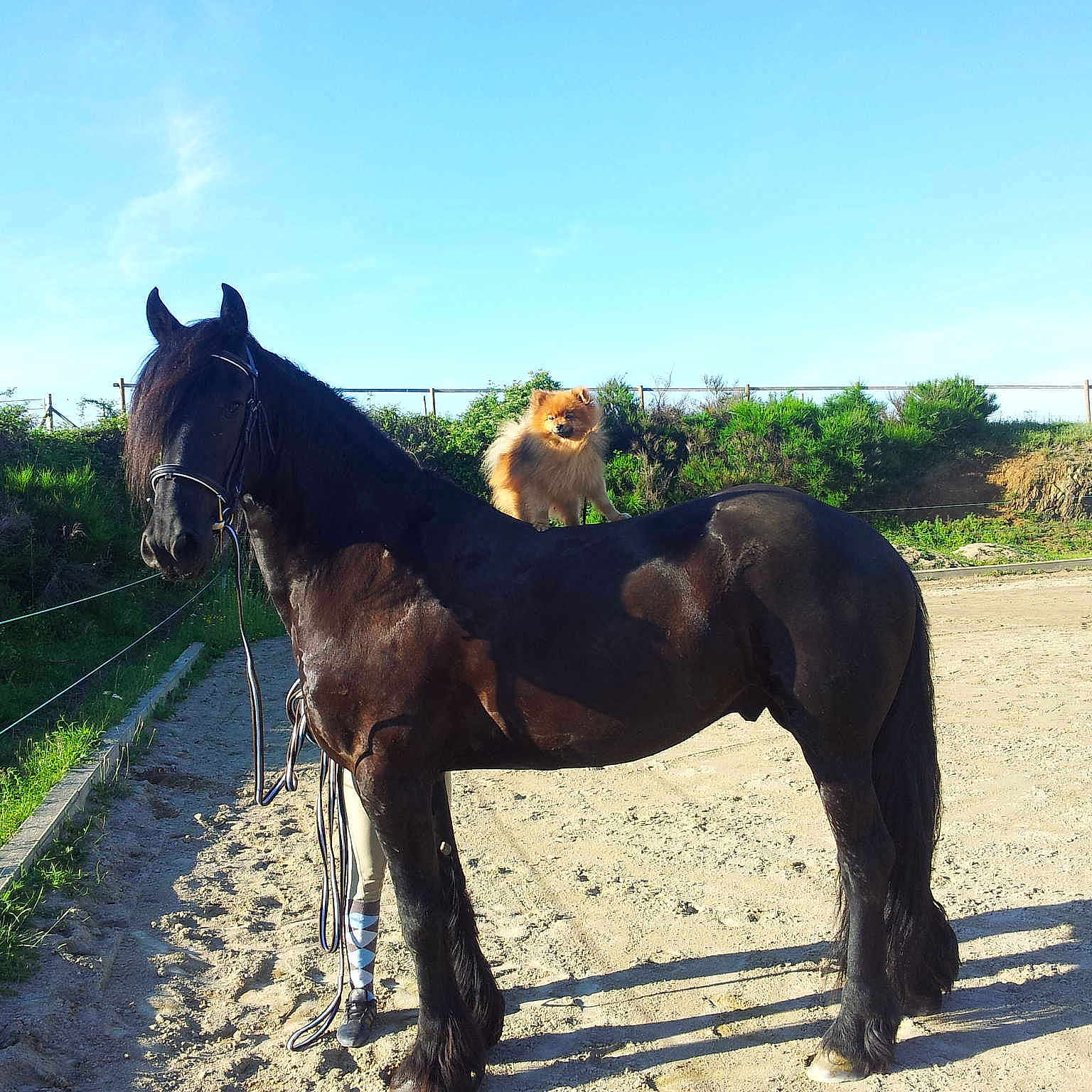 Tyson participe au concours pour gagner de l'argent avec cette photo :