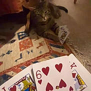 Benji is registered to the contest to win money with this photo: cat, tabby, playing_cards, cards, hand, rug, indoor, carpet, animal, pet, feline, game, table_leg, floor, pattern, striped, domestic_cat, relaxed, cute, home