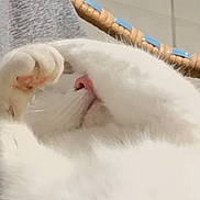 Yoda a rejoint le concours — aidez-le/la à gagner de superbes lots ! cat, white_cat, paw, nose, fur, stretching, sleepy, cozy, basket, woven, gray_fabric, closeup, indoor, pet, animal, cute, relaxed, whiskers, soft, resting