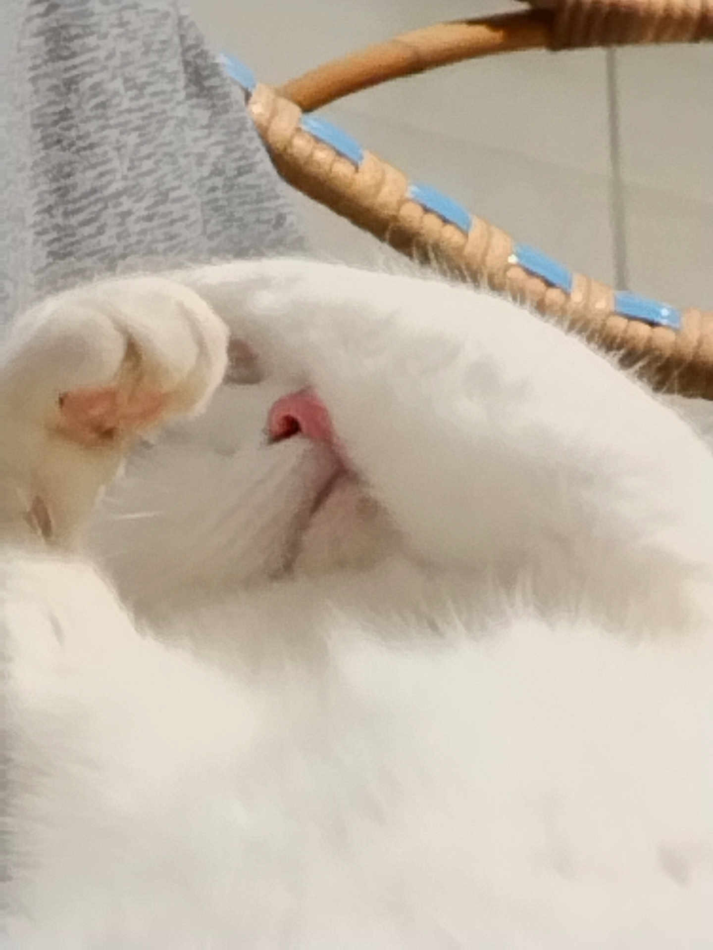 Yoda a rejoint le concours — aidez-le/la à gagner de superbes lots ! cat, white_cat, paw, nose, fur, stretching, sleepy, cozy, basket, woven, gray_fabric, closeup, indoor, pet, animal, cute, relaxed, whiskers, soft, resting