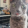 cat, gray_cat, tongue_out, green_eyes, indoor, table, bag, keys, figurines, framed_pictures, wall_art, decor, furniture, closeup, pet, curious, domestic_cat, portrait, animal, household