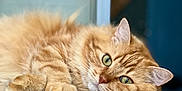 Popy participe au concours pour gagner de l'argent avec cette photo : cat, orange_tabby, green_eyes, fluffy, lying_down, floor, indoor, close_up, pet, relaxed, whiskers, fur, animal, domestic_cat, cute, resting, portrait, soft_light, calm, feline