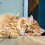 cat, orange_tabby, green_eyes, fluffy, lying_down, floor, indoor, close_up, pet, relaxed, whiskers, fur, animal, domestic_cat, cute, resting, portrait, soft_light, calm, feline