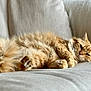 Popy a rejoint le concours — aidez-le/la à gagner de superbes lots ! cat, ginger_cat, fluffy, feline, pet, animal, relaxed, couch, sofa, indoor, cozy, fur, paws, stretching, laying_down, domestic_cat, whiskers, ears, sleepy, comfortable