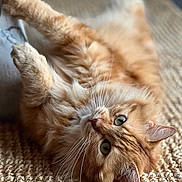 Popy participe au concours pour gagner de l'argent avec cette photo : cat, orange_tabby, fluffy, lying_down, stretching, green_eyes, whiskers, paws, fur, indoor, woven_rug, texture, cozy, soft_light, curious, pet, animal, relaxed, closeup, home