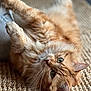 cat, orange_tabby, fluffy, lying_down, stretching, green_eyes, whiskers, paws, fur, indoor, woven_rug, texture, cozy, soft_light, curious, pet, animal, relaxed, closeup, home