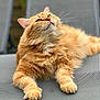 Popy a rejoint le concours — aidez-le/la à gagner de superbes lots ! cat, orange_cat, fluffy, pet, animal, feline, relaxed, outdoor, texture, fur, whiskers, paws, closeup, portrait, looking_up, resting, domestic_cat, cute, soft, nature
