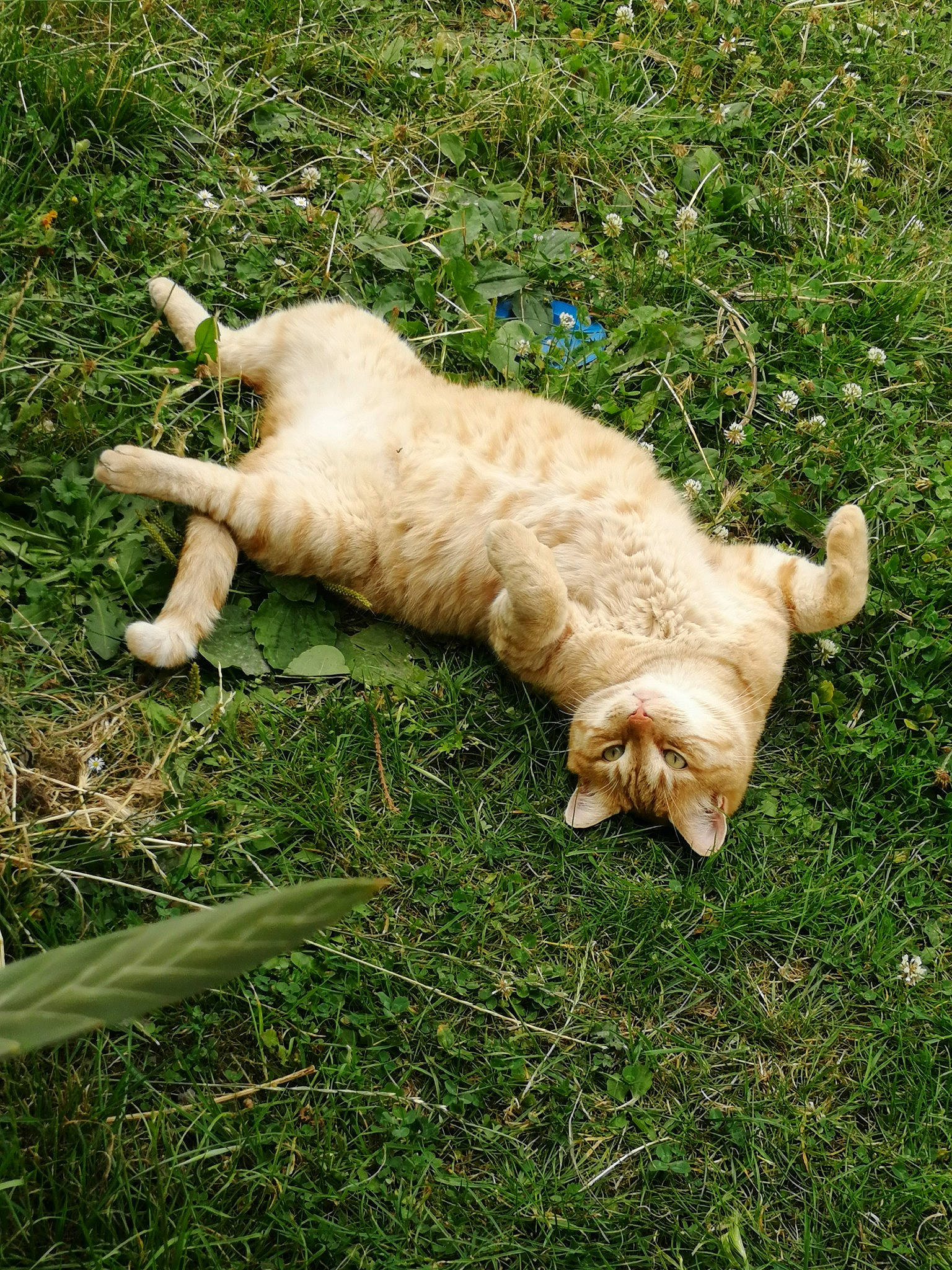 Garfield a rejoint le concours — aidez-le/la à gagner de superbes lots ! canidae, carnivore, cat, companion_dog, dog_breed, domestic_short_haired_cat, fawn, felidae, fur, grass, pasture, paw, plant, small_to_medium_sized_cats, snout, sporting_group, tail, terrestrial_animal, whiskers, wildlife