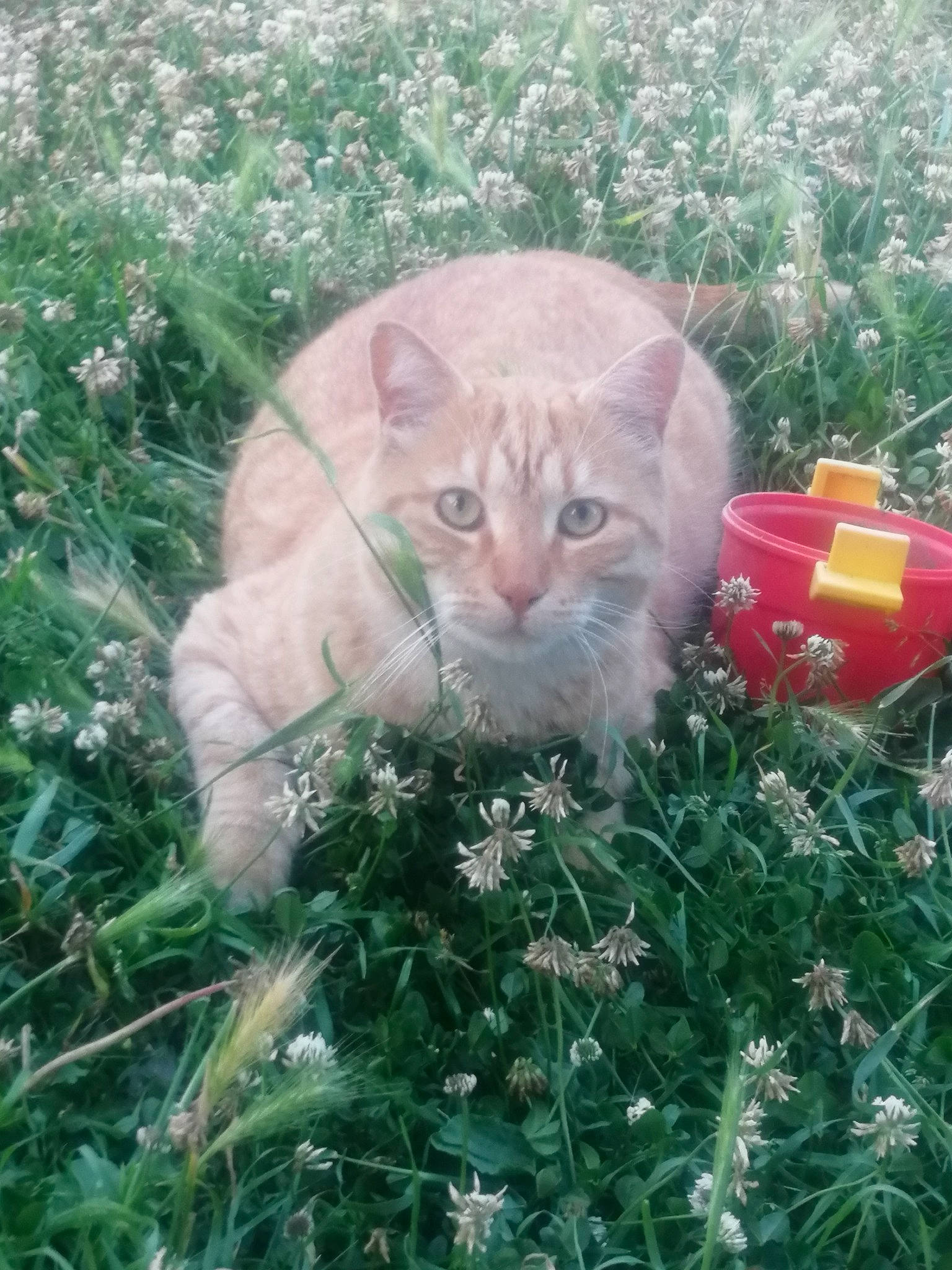 Garfield participe au concours pour gagner de l'argent avec cette photo : annual_plant, botany, carnivore, cat, christmas_ornament, domestic_short_haired_cat, fawn, felidae, flower, grass, grass_family, groundcover, organism, plant, shrub, small_to_medium_sized_cats, snout, tail, tree, whiskers