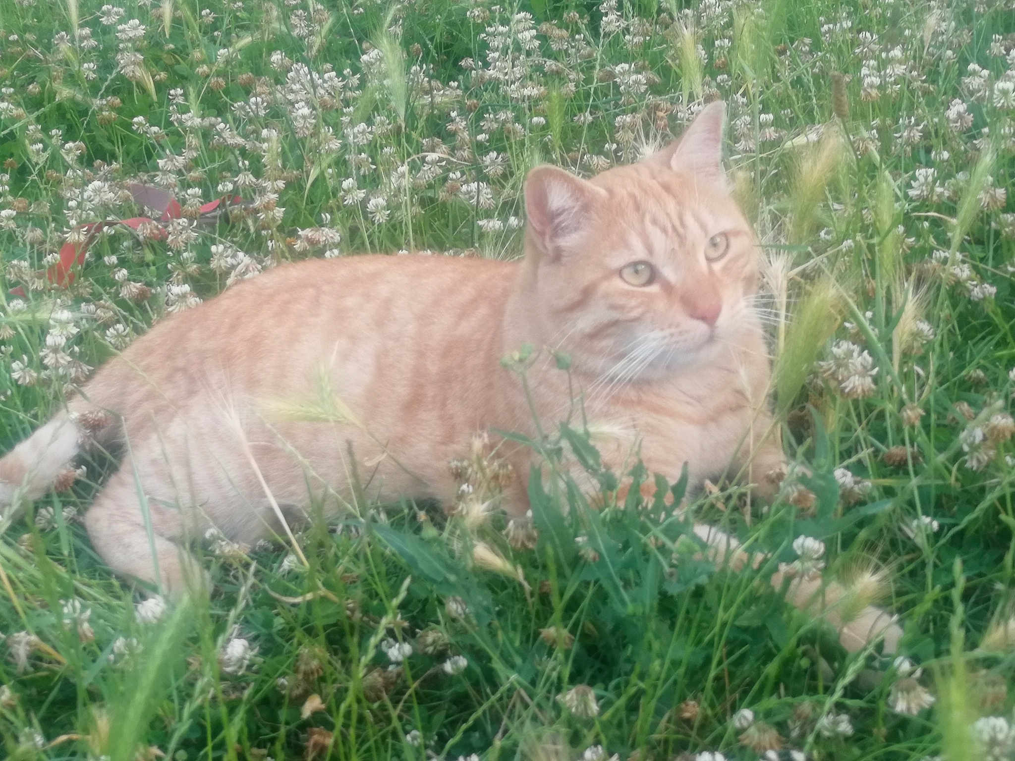 Garfield