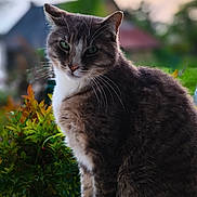 Pepito participe au concours pour gagner de l'argent avec cette photo : animal, bokeh, calm, cat, closeup, domestic_cat, evening_light, fur, garden, gray_cat, green_eyes, nature, outdoor, pet, plants, portrait, sitting, whiskers, white_fur, window_sill