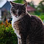 animal, bokeh, calm, cat, closeup, domestic_cat, evening_light, fur, garden, gray_cat, green_eyes, nature, outdoor, pet, plants, portrait, sitting, whiskers, white_fur, window_sill