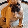 french_bulldog, puppy, dog, pet, indoor, floor, wooden_floor, hoop, circle, ears, cute, canine, animal, young_dog, looking_up, small_dog, sitting, adorable, domestic_animal, companion