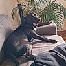 dog, black_dog, couch, sofa, indoor, plant, green_plant, paw, canine, pet, relaxed, yawn, living_room, furniture, human_leg, shorts, home, cozy, daylight, resting