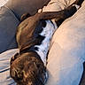 Nala a rejoint le concours — aidez-le/la à gagner de superbes lots ! dog, sleeping, black_dog, white_patches, couch, cushion, indoor, pet, resting, relaxed, animal, canine, fur, nap, comfort, home, cozy, close_up, muzzle, paw