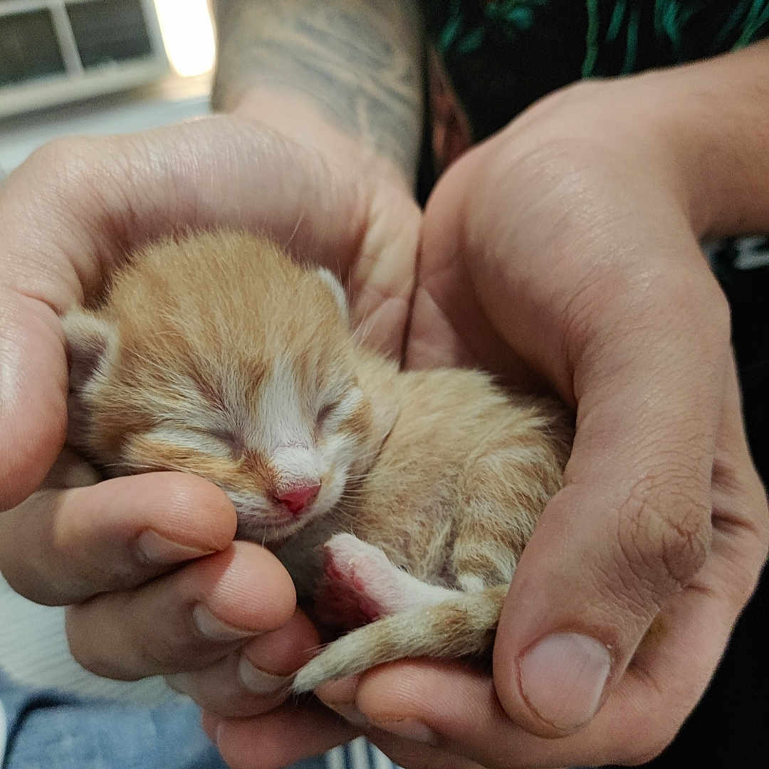 Garfield joined the competition — help win amazing prizes! kitten, cat, newborn, sleeping, orange_white, tabby, animal, pet, hands, human, close_up, portrait, fur, whiskers, pink_nose, paws, tail, indoor, cuddling, cute