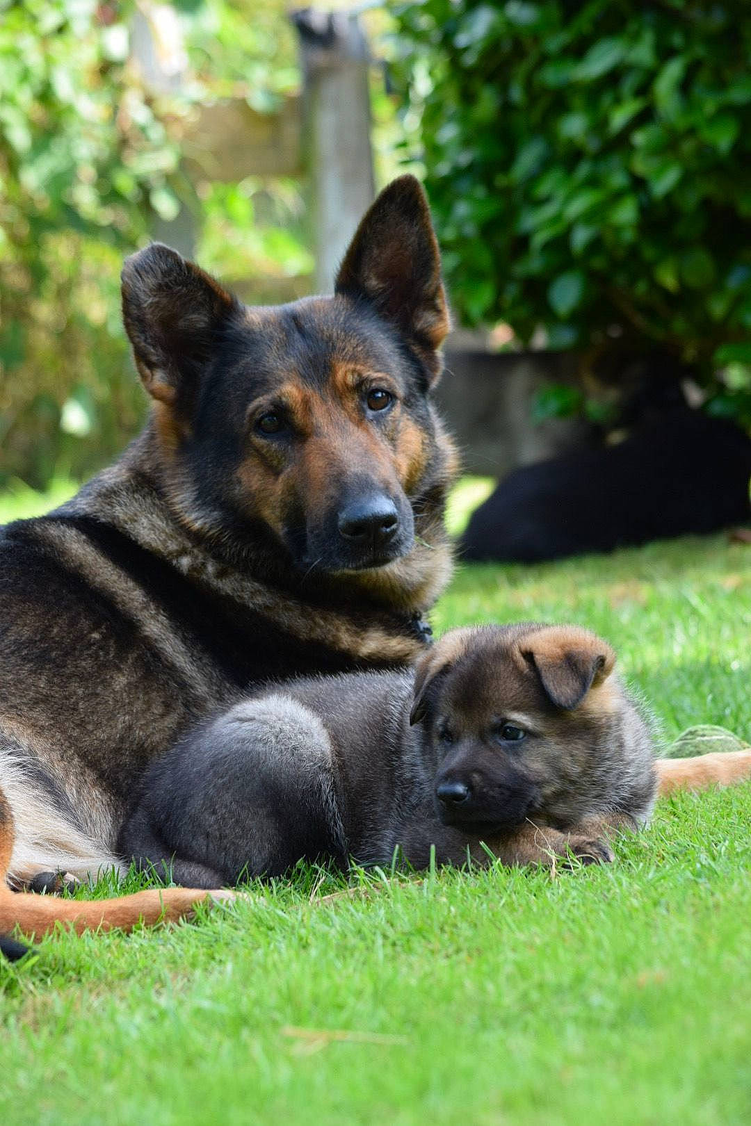 Zita And Benash joined the competition — help win amazing prizes! ancient_dog_breeds, biting, canidae, carnivore, companion_dog, dog, dog_breed, fawn, german_shepherd_dog, grass, guard_dog, herding_dog, king_shepherd, plant, rottweiler, snout, sporting_group, terrestrial_animal, working_dog