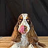 dog, pet, animal, portrait, long_ears, tongue_out, licking, brown_and_white, speckled, wooden_table, indoor, cute, fluffy, close_up, expression, playful, fur, mammal, companion, looking_at_camera