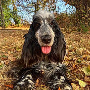 Paupiette participe au concours pour gagner de l'argent avec cette photo : dog, spaniel, black_and_white, long_hair, floppy_ears, tongue_out, sitting, outdoors, forest, woodland, autumn, fallen_leaves, grass, trees, nature, pet, animal_portrait, close_up, happy, daylight