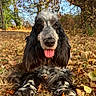 animal_portrait, autumn, black_and_white, close_up, daylight, dog, fallen_leaves, floppy_ears, forest, grass, happy, long_hair, nature, outdoors, pet, sitting, spaniel, tongue_out, trees, woodland