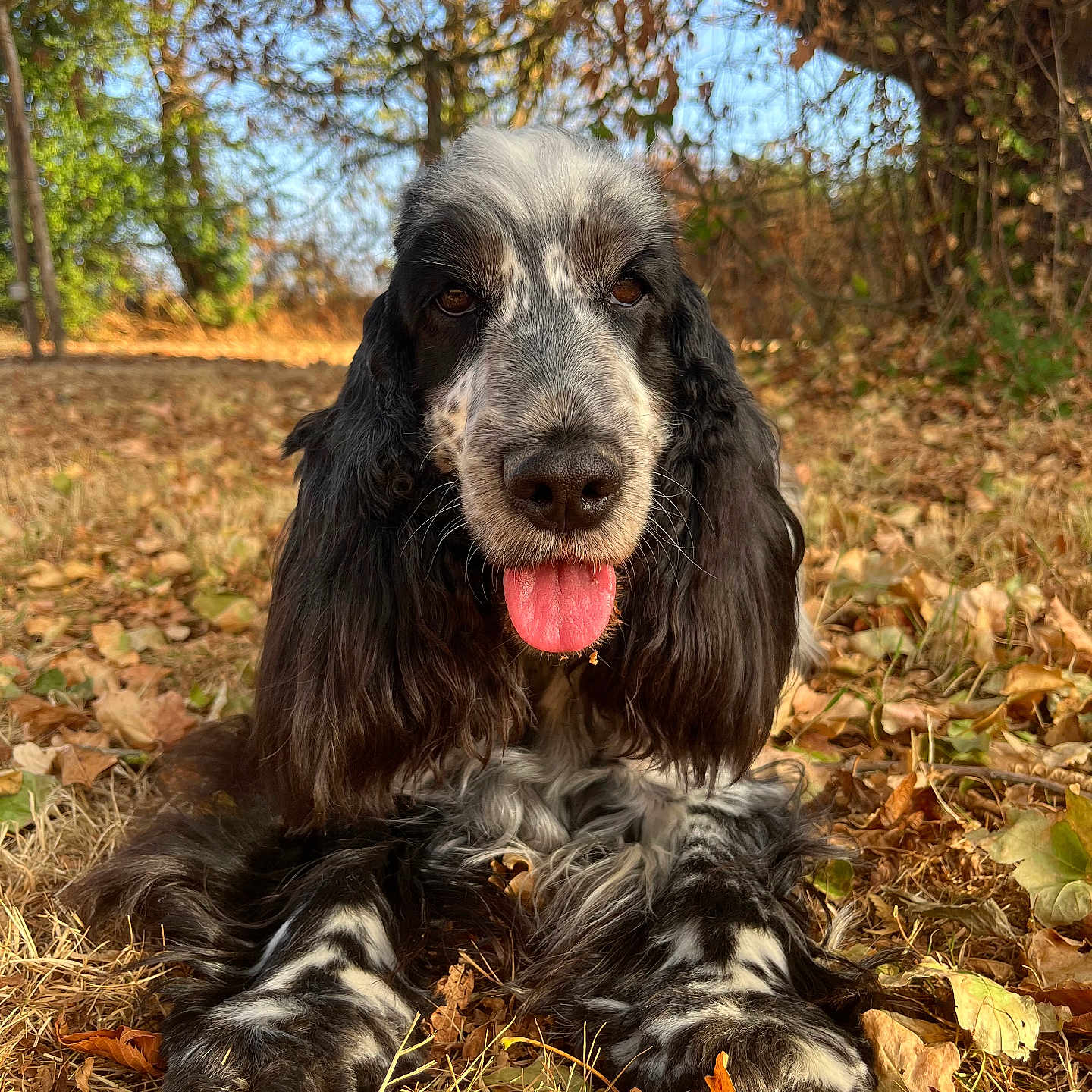 Paupiette participe au concours pour gagner de l'argent avec cette photo : dog, spaniel, black_and_white, long_hair, floppy_ears, tongue_out, sitting, outdoors, forest, woodland, autumn, fallen_leaves, grass, trees, nature, pet, animal_portrait, close_up, happy, daylight