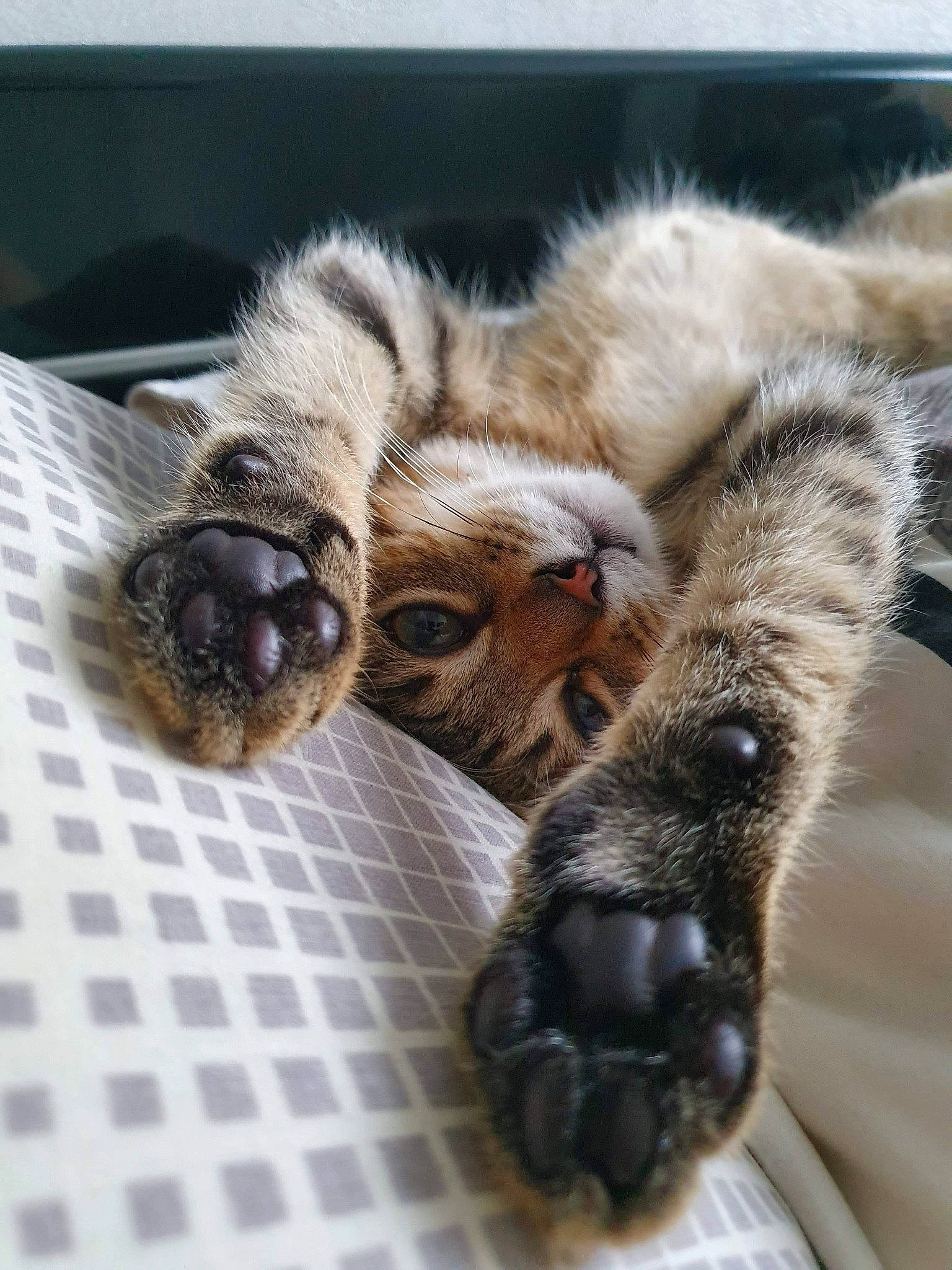 Elton participe au concours pour gagner de l'argent avec cette photo : carnivore, cat, claw, fawn, felidae, fur, paw, small_to_medium_sized_cats, snout, tabby_cat, whiskers