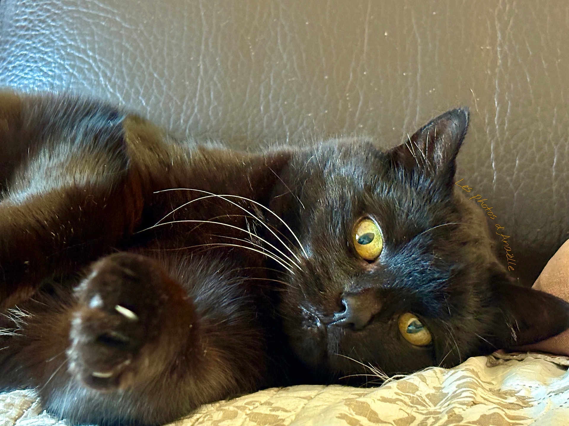 Kitty a rejoint le concours — aidez-le/la à gagner de superbes lots ! black_cat, cat, pet, animal, whiskers, paw, yellow_eyes, fur, close_up, relaxed, indoor, texture, sofa, couch, curious, lying_down, domestic_cat, feline, portrait, cozy